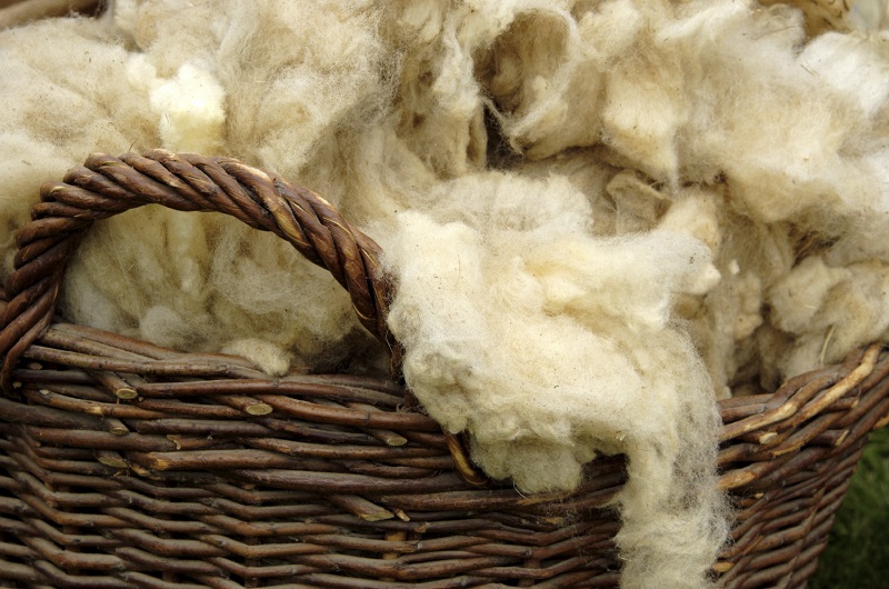All you need to know about Wool. What is Wool? When you cuddle up under a cozy blanket, pull your favorite jumper over your head, or grab your hat and mittens to go and play outside – you may be feeling the warmth of wool. Wool is the soft, thick, curly hair of sheep and other animals. A sheep’s hair or fur is also called its fleece. Different kinds of sheep have different kinds of fleece. Some is softer than others. Some is thicker and some is longer. Sheep farmers breed their sheep (raise a particular kind of sheep) to produce the kind of fleece they want. Once a year, in the spring, the farmers shear their sheep. They use special clipper to cut off the heavy fleece. It’s like giving the sheep a haircut. Later, the wool fibres of the sheep’s fleece will be turned into wool and fabric, and used to make all kinds of things. Origin of Wool Most wool comes from sheep. Cashmere is a kind of wool that comes from goat hair. Mohair comes from goats, camels and South American animals called llamas, alpaca and vicuna. Angora is made of rabbit fur. What makes wool special? Wool fibre has many special qualities or characteristics. It is much stronger than many other natural fibres, so it doesn’t easily break. Wool cloth or fabric can be stretched, pulled or draped (hung loosely). Once it has been washed, it returns to its original shape. Wool fabric resists wrinkling. It traps heat, keeping people who are wearing wool warm. Wool fibre soaks up moisture from the air. Wool fibre soaks up moisture from the air. This makes it fire-resistant. Wool absorbs dye easily. It can be made of any color you like. The wool of most sheep is naturally white. However, some sheep have black, brown or grey wool. Use of Wool Wool can be made into all kinds of clothing – socks, jumpers, skirts, trousers and suits. It is also used to make warm winter underwear, gloves, hats and scarves. People sleep on wool mattresses, under wool blankets or in wool sleeping bags. They sit on wool car seat covers and walk on wool rugs and carpets. Sometimes wool is even used to cushion the sounds coming from stereo speakers or pianos. The History: As early as 10,000 BC, sheep farmers in Central Asia were raising and breeding sheep for meat and milk. It wasn’t until between 5,000 and 3,000 BC that the early civilization learned to take the sheep’s wool and spin (twist) it into yarn or thread. Then they could use it to make cloth. From cloth they could make coverings such as tents, blankets and clothing. At first people used very simple tools to spin the yarn. These include wooden spikes of sticks called spindles. In times, nearly every civilization developed some method of spinning wool. These include the Hebrews of Mesopotamia (the area now called Iraq). The ancient Egyptians, Greeks, Babylonians, Persians and Romans. Sheep breeding and wool production technique then spread through Great Britain and Northern Europe. The Roman Era By 200 B, the Romans were breeding sheep specially for wool production. They mated the sheep that had the best wool, so their offspring would have even better wool. The earliest wool factory was established in the town of Winchester in AD 50 under Roman Rule. People used looms to weave wool thread into cloth. A loom is a frame made of wool. Wool fibres are stretched on the frame. This is called the wrap. Then more wool fibres are stretched in and out of the warp in a series of row called the wreft. The criss-cross pattern is called weaving. This is how cloth is made. The Middle Ages. In the middle Ages (AD 500-1500), wool production became a major industry (business). Countries such as Spain, France, Italy and Belgium began to develop new sheep breeding and weaving techniques. Great Britain rose above them all. Its “empire of wool” made its rulers rich and powerful. Today the Lord Speaker of the House of Lords of the British parliament still speaks from the Woolsack. This is a large, wool-stuffed seat that represents the importance of the wool trade as a symbol of the nation’s wealth. Over time quarrels over the wool trade led to political conflicts. Rulers passed laws forcing people to wear expensive wool clothing on special occasions. Wool trades had to pay high fees to buy or sell wool from country to county. Laws stated that sheep firms could be seized by the government for minor offences. Colonial Times The explorer Christopher Columbus had brough sheep to North America on his second voyage in 1493. The colonists began raising sheep in Jamestown, Virginia in early 1600s. The British saw wool production in the colonies as a threat to their business so they made laws against it. This and other unfair laws led to the American Revolution in 1776 and the creation of the United States as an independent nation. The Industrial Age During the Industrial Revolution of 1950 – 1850, many new inventions dramatically affected aspect of the wool industry. Machine powered by stream and electricity replaced the old machines that were powered by hand. The new machine could produce better quality wool faster than ever before. James Hargreaves invented the spinning jenny in 1764. A factory worker could use this multi-spool spinning, wheel to create eight spools of wool thread at a time, instead of only one. In the early 1800s, there were riots in some towns. Workers feared that these new machines would replace them and cost them their jobs, but there was no going ack to the old ways. The new technology was just too good. The Modern Era In the last 100 years, manufactures 9people who make products to sell) have experimented with new kinds of wool and new methods of making it. Even greater improvements have been made in the technology used by wool mills an factories. Today, nearly all spinning and weaving is done by machines programmed by computers. They can produce in minutes the kind of wool thread and wool fabric hat used to take people days, weeks or even months. Yet there are people all over the worl who still use traditional methods to weave cloth for themselves and their families. Wool and their kinds Today when a sheep has been sheared, a worker called a wool classer examines the fleece to determine the quality of the wool. He / She separate the wool into classes or grades, according to thickness, quality, quantity and strength. Grades of wool include coarse (tough), strong, medium, fine, superfine ad ultrafine. The finest wool is the thinnest, smoothest and softer. Once the wool has been turned into fabric, it falls into one of two categories woolens or worsteds. Woolens are spun from shorter, thicker wool fibres. They look fluffy or fuzzy and feel thick and bulky. Woolens make heavy coats, jackets and jumpers as well as blankets and carpets. Worsted are spun from longer, thinner wool fibres. The fabric feels smooth and lightweight. Worsteds are made into suits, trousers, skirts and dresses. Worsted yarn can be used to create beautiful embroidery. It is also the most expensive. Yarn to Fabric The wool yarn then is made into fabric. One kind of machine weaves yarn spun from the longest, thinner fibres into worsteds. Another kind of machine knits yarn spun from the shorter, thicker fibres into wollens. Then the fabric is put through a process called fulling or milling. This process tightens the weave and improves the texture of the fabric. It also pre-skrink the fabric, so that it won’t shrink after it has been sewn into clothing and blankets. Another way to pre-shrink the fabric is to treat it with special chemicals. Chemicals can also be used to make the wool more fire-resistant, more water resistant and more stain resistant. Now the fabric is finished and ready to be put to us. Wearing Wool Wool clothing is often more expensive than clothing made of other fabrics, but it last longer and looks less worn over times. Of course, to get the most out of wool clothing it is important to take good care of it. Wool doesn’t hang on to sweat, dirt and stains as much as other fabrics do. It doesn’t have to be washed after every use. Using a soft brush or a damp, cloth and with a little bit of detergent you can usually loosen and remove little spots and stain. When wool clothing is hung in a wardrobe or folded neatly in a drawer any wrinkles will usually fall out on their own – no ironing required. Hanging the garment in a steamy bathroom is another way to get rid of wrinkles quickly. When a wool garment does need a thorough cleaning, most manufactures recommend dry cleaning, Putting wool in the washing machine will usually damage the fabric. The fibres get fuzzy and lose their shape. In the heat of the tumbler – dryer they shrink. Some wool clothing can be washed by hand and laid flat to dry. Superwash wool is wool has been treated with chemicals so that it can be machine washed and tumbled dried. World Distribution All over the world, wool is big business. The industry employs thousands of people. Australia produces the most wool. Next China, United State, etc. Top 10 countries producing wool listed below: (source Wikipedia) The Knitting Craze In the last ten years, many people have rediscovered the joy of knitting. It’s a fun and relaxing hobby. You can make your own socks, jumper, hats or scarves in any colors or pattern you like. You can make gifts for your friends and family. Some people knit scarves, hats for homeless or blankets, jumpers for needy children. Future of Wool Millions of people make their living and support their families through their work in the wool industry. In the last 50 years, however wool has had to complete against new synthetic (human made) fibres and fabrics. Clothing, blankets, rugs and other things that used to be made of wool are now being made of acrylic, acetate, nylon, synthetic fabrics which are much cheaper to make and buy. Unlike synthetic fabrics, wool is completely biodegradable. As more people go green and make choices that are better for the environment, wool is making a comeback.