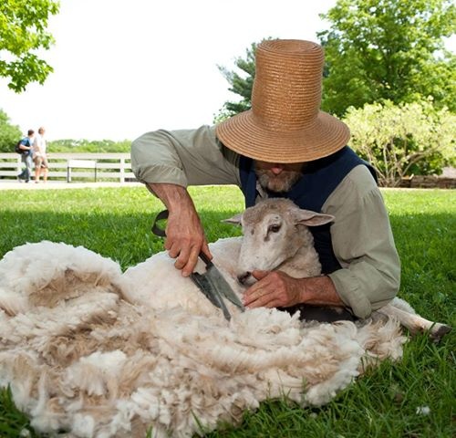 All you need to know about Wool. What is Wool? When you cuddle up under a cozy blanket, pull your favorite jumper over your head, or grab your hat and mittens to go and play outside – you may be feeling the warmth of wool. Wool is the soft, thick, curly hair of sheep and other animals. A sheep’s hair or fur is also called its fleece. Different kinds of sheep have different kinds of fleece. Some is softer than others. Some is thicker and some is longer. Sheep farmers breed their sheep (raise a particular kind of sheep) to produce the kind of fleece they want. Once a year, in the spring, the farmers shear their sheep. They use special clipper to cut off the heavy fleece. It’s like giving the sheep a haircut. Later, the wool fibres of the sheep’s fleece will be turned into wool and fabric, and used to make all kinds of things. Origin of Wool Most wool comes from sheep. Cashmere is a kind of wool that comes from goat hair. Mohair comes from goats, camels and South American animals called llamas, alpaca and vicuna. Angora is made of rabbit fur. What makes wool special? Wool fibre has many special qualities or characteristics. It is much stronger than many other natural fibres, so it doesn’t easily break. Wool cloth or fabric can be stretched, pulled or draped (hung loosely). Once it has been washed, it returns to its original shape. Wool fabric resists wrinkling. It traps heat, keeping people who are wearing wool warm. Wool fibre soaks up moisture from the air. Wool fibre soaks up moisture from the air. This makes it fire-resistant. Wool absorbs dye easily. It can be made of any color you like. The wool of most sheep is naturally white. However, some sheep have black, brown or grey wool. Use of Wool Wool can be made into all kinds of clothing – socks, jumpers, skirts, trousers and suits. It is also used to make warm winter underwear, gloves, hats and scarves. People sleep on wool mattresses, under wool blankets or in wool sleeping bags. They sit on wool car seat covers and walk on wool rugs and carpets. Sometimes wool is even used to cushion the sounds coming from stereo speakers or pianos. The History: As early as 10,000 BC, sheep farmers in Central Asia were raising and breeding sheep for meat and milk. It wasn’t until between 5,000 and 3,000 BC that the early civilization learned to take the sheep’s wool and spin (twist) it into yarn or thread. Then they could use it to make cloth. From cloth they could make coverings such as tents, blankets and clothing. At first people used very simple tools to spin the yarn. These include wooden spikes of sticks called spindles. In times, nearly every civilization developed some method of spinning wool. These include the Hebrews of Mesopotamia (the area now called Iraq). The ancient Egyptians, Greeks, Babylonians, Persians and Romans. Sheep breeding and wool production technique then spread through Great Britain and Northern Europe. The Roman Era By 200 B, the Romans were breeding sheep specially for wool production. They mated the sheep that had the best wool, so their offspring would have even better wool. The earliest wool factory was established in the town of Winchester in AD 50 under Roman Rule. People used looms to weave wool thread into cloth. A loom is a frame made of wool. Wool fibres are stretched on the frame. This is called the wrap. Then more wool fibres are stretched in and out of the warp in a series of row called the wreft. The criss-cross pattern is called weaving. This is how cloth is made. The Middle Ages. In the middle Ages (AD 500-1500), wool production became a major industry (business). Countries such as Spain, France, Italy and Belgium began to develop new sheep breeding and weaving techniques. Great Britain rose above them all. Its “empire of wool” made its rulers rich and powerful. Today the Lord Speaker of the House of Lords of the British parliament still speaks from the Woolsack. This is a large, wool-stuffed seat that represents the importance of the wool trade as a symbol of the nation’s wealth. Over time quarrels over the wool trade led to political conflicts. Rulers passed laws forcing people to wear expensive wool clothing on special occasions. Wool trades had to pay high fees to buy or sell wool from country to county. Laws stated that sheep firms could be seized by the government for minor offences. Colonial Times The explorer Christopher Columbus had brough sheep to North America on his second voyage in 1493. The colonists began raising sheep in Jamestown, Virginia in early 1600s. The British saw wool production in the colonies as a threat to their business so they made laws against it. This and other unfair laws led to the American Revolution in 1776 and the creation of the United States as an independent nation. The Industrial Age During the Industrial Revolution of 1950 – 1850, many new inventions dramatically affected aspect of the wool industry. Machine powered by stream and electricity replaced the old machines that were powered by hand. The new machine could produce better quality wool faster than ever before. James Hargreaves invented the spinning jenny in 1764. A factory worker could use this multi-spool spinning, wheel to create eight spools of wool thread at a time, instead of only one. In the early 1800s, there were riots in some towns. Workers feared that these new machines would replace them and cost them their jobs, but there was no going ack to the old ways. The new technology was just too good. The Modern Era In the last 100 years, manufactures 9people who make products to sell) have experimented with new kinds of wool and new methods of making it. Even greater improvements have been made in the technology used by wool mills an factories. Today, nearly all spinning and weaving is done by machines programmed by computers. They can produce in minutes the kind of wool thread and wool fabric hat used to take people days, weeks or even months. Yet there are people all over the worl who still use traditional methods to weave cloth for themselves and their families. Wool and their kinds Today when a sheep has been sheared, a worker called a wool classer examines the fleece to determine the quality of the wool. He / She separate the wool into classes or grades, according to thickness, quality, quantity and strength. Grades of wool include coarse (tough), strong, medium, fine, superfine ad ultrafine. The finest wool is the thinnest, smoothest and softer. Once the wool has been turned into fabric, it falls into one of two categories woolens or worsteds. Woolens are spun from shorter, thicker wool fibres. They look fluffy or fuzzy and feel thick and bulky. Woolens make heavy coats, jackets and jumpers as well as blankets and carpets. Worsted are spun from longer, thinner wool fibres. The fabric feels smooth and lightweight. Worsteds are made into suits, trousers, skirts and dresses. Worsted yarn can be used to create beautiful embroidery. It is also the most expensive. Yarn to Fabric The wool yarn then is made into fabric. One kind of machine weaves yarn spun from the longest, thinner fibres into worsteds. Another kind of machine knits yarn spun from the shorter, thicker fibres into wollens. Then the fabric is put through a process called fulling or milling. This process tightens the weave and improves the texture of the fabric. It also pre-skrink the fabric, so that it won’t shrink after it has been sewn into clothing and blankets. Another way to pre-shrink the fabric is to treat it with special chemicals. Chemicals can also be used to make the wool more fire-resistant, more water resistant and more stain resistant. Now the fabric is finished and ready to be put to us. Wearing Wool Wool clothing is often more expensive than clothing made of other fabrics, but it last longer and looks less worn over times. Of course, to get the most out of wool clothing it is important to take good care of it. Wool doesn’t hang on to sweat, dirt and stains as much as other fabrics do. It doesn’t have to be washed after every use. Using a soft brush or a damp, cloth and with a little bit of detergent you can usually loosen and remove little spots and stain. When wool clothing is hung in a wardrobe or folded neatly in a drawer any wrinkles will usually fall out on their own – no ironing required. Hanging the garment in a steamy bathroom is another way to get rid of wrinkles quickly. When a wool garment does need a thorough cleaning, most manufactures recommend dry cleaning, Putting wool in the washing machine will usually damage the fabric. The fibres get fuzzy and lose their shape. In the heat of the tumbler – dryer they shrink. Some wool clothing can be washed by hand and laid flat to dry. Superwash wool is wool has been treated with chemicals so that it can be machine washed and tumbled dried. World Distribution All over the world, wool is big business. The industry employs thousands of people. Australia produces the most wool. Next China, United State, etc. Top 10 countries producing wool listed below: (source Wikipedia) The Knitting Craze In the last ten years, many people have rediscovered the joy of knitting. It’s a fun and relaxing hobby. You can make your own socks, jumper, hats or scarves in any colors or pattern you like. You can make gifts for your friends and family. Some people knit scarves, hats for homeless or blankets, jumpers for needy children. Future of Wool Millions of people make their living and support their families through their work in the wool industry. In the last 50 years, however wool has had to complete against new synthetic (human made) fibres and fabrics. Clothing, blankets, rugs and other things that used to be made of wool are now being made of acrylic, acetate, nylon, synthetic fabrics which are much cheaper to make and buy. Unlike synthetic fabrics, wool is completely biodegradable. As more people go green and make choices that are better for the environment, wool is making a comeback.